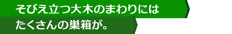 そびえ立つ大木のまわりにはたくさんの巣箱が。