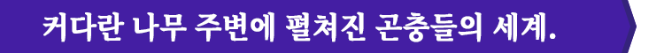 커다란 나무 주변에 펼쳐진 곤충들의 세계.