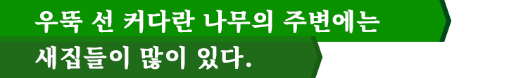 우뚝 선 커다란 나무의 주변에는 새집들이 많이 있다.