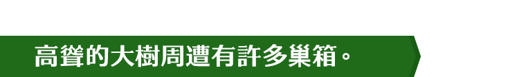 高聳的大樹周遭有許多巢箱。