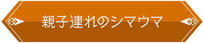 親子連れのシマウマ